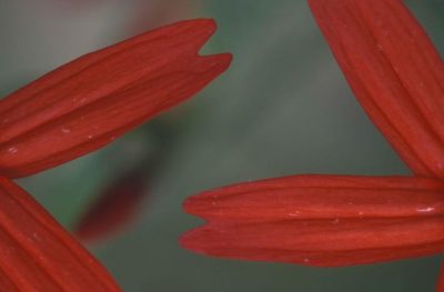 close-view-of-the-red-flowers-petals-of-a-fire-pink-plant-725x477