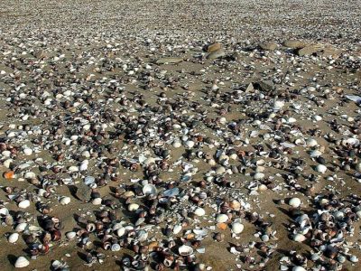 shells-on-beachs-sand-725x544