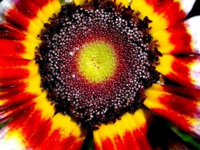 seeds-of-flower-close-up-725x544