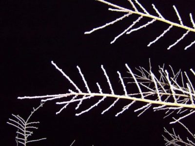 snowy-frozen-branch-night-725x544