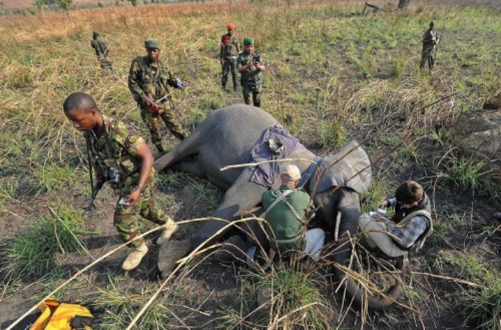 45 elephants slaughtered this year in DRC National Park