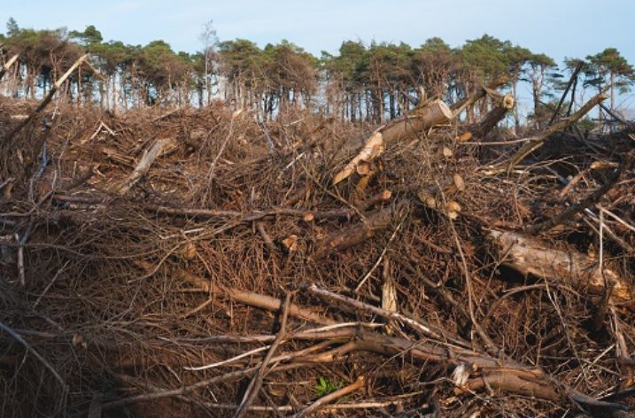 What is the impact of deforestation on the UK?