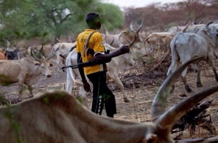 The herds, the herdsmen and men in Nigeria
