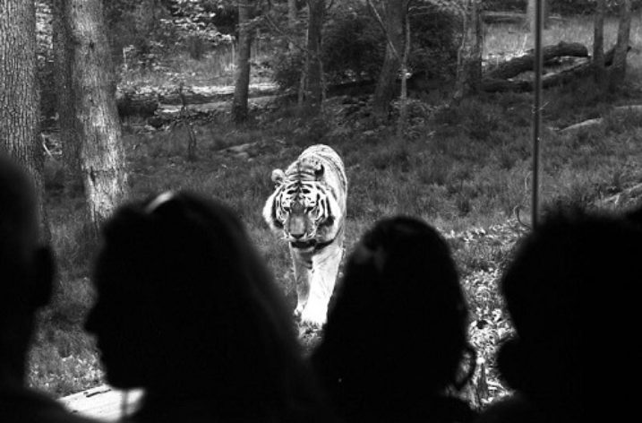 Fiction: Gathering Tigers