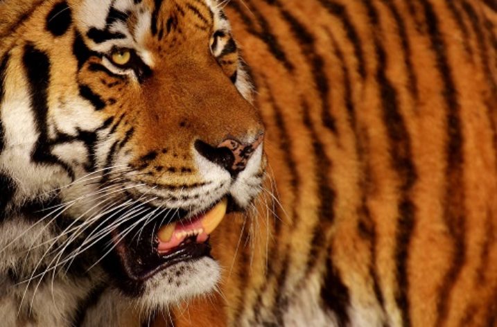 More than a third of protected areas in Asia may lose tigers