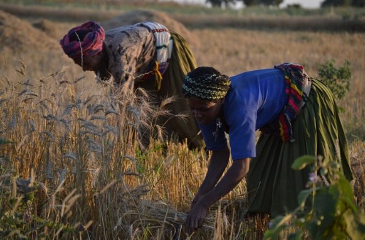 Ethiopia: Surplus, sustainable yield oriented agricultural research