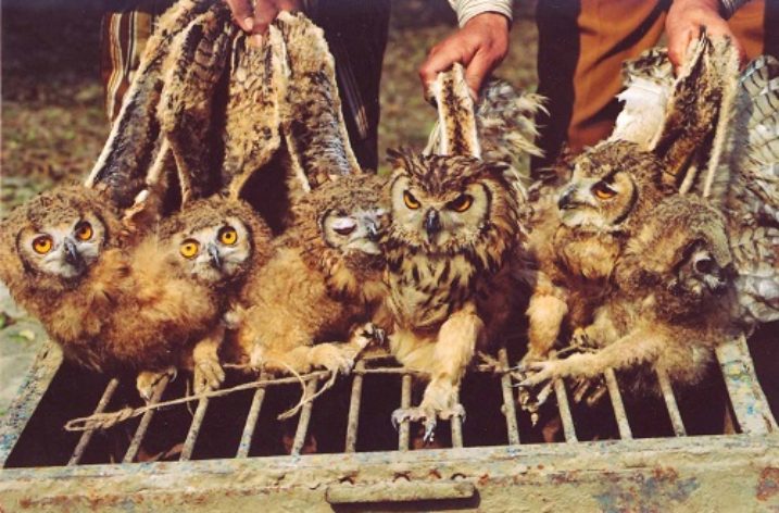 Thousands of owls sacrificed during Diwali festival