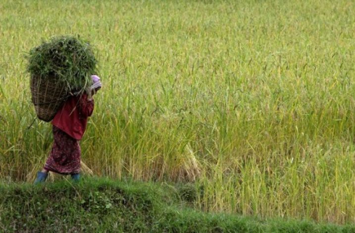 Indian state wins FAO award for becoming totally organic