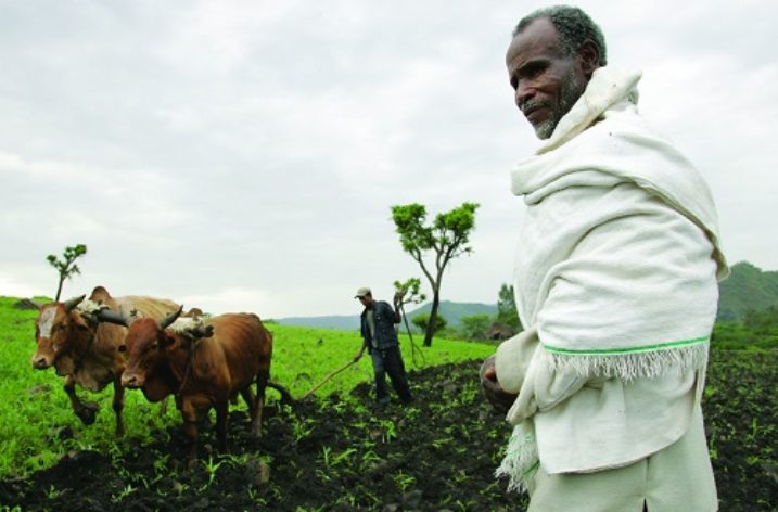Ethiopia: Insurance protecting small scale farmers from uncertainties